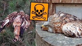 Krutá smrt vzácných dravců v Česku. Karanténa pomohla zločincům, míní šéf ornitologů