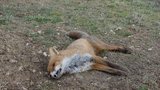 Nepředstavitelná smrtelná muka káňat a lišek: Travič jim naservíroval karbofuran
