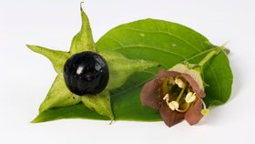 Rulík zlomocný (Atropa bella-donna)