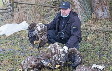 Ochránce přírody Karel Makoň se čtyřmi mrtvými orli mořskými.