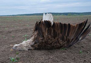 Mrtvého samce orla mořského našel na poli u Bzence Martin Hrouzek.