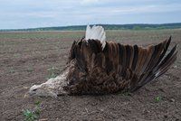 Tragédie na jižní Moravě: Rodinu mořských orlů otrávili karbofuranem! Byl to unikát, pláčí ornitologové