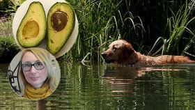Otravy hrozí z letního koupání v rybníku i avokáda.