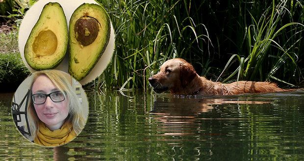 Otravy hrozí z letního koupání v rybníku i avokáda.
