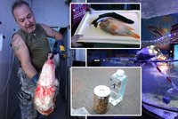 Masakr v Mořském světě: Kdo otrávil vzácné ryby? Policie hledá pachatele