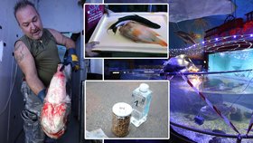 V Mořském světě v Praze-Holešovicích řádil travič! 70 ryb a dalších živočichů uhynulo patrně kvůli jedu