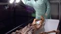 Ledový muž Ötzi odhaluje už 25 let některá svá tajemství