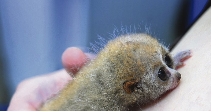 Matka ho odvrhla, ale tady je mu taky dobře. Zachráněný outloň malý se hřeje na hrudi ošetřovatelky Kateřiny Štolbové. V budoucnu bude žít v některé jiné zoo. O jeho dvojče se přitom opičí máma pečlivě stará.