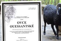 Parte za beránka! Návštěvníci zabili pečivem ovečky