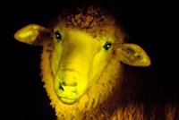 Vidíte dobře! Vědci naklonovali ovce tak, aby svítily!