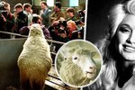 Nejslavnější ovci na světě pojmenovali po prsaté zpěvačce: Úspěšné klonování ukázalo nebezpečí genetiky
