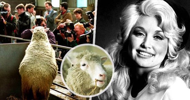 Nejslavnější ovci na světě pojmenovali po prsaté zpěvačce: Úspěšné klonování ukázalo nebezpečí genetického inženýrství