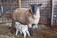 V ovčínech je už veselo: Rodí se jehňata! Lidé chtějí na jaro živé sekačky