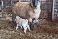 V ovčínech je už veselo: Rodí se jehňata! Lidé chtějí na jaro živé sekačky