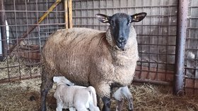 Zvědavá jehňátka přišla v Písku na Jablunkovsku na svět koncem už prosince. Ostražité matky svoje potomky bedlivě střeží.