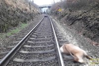 Ovce a koza vběhly do kolejí, srazil je vlak: Trať z Plzně do Chebu stála