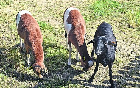 Rozárka, Jůlinka a Růženka (zleva) se stále zatím drží při sobě. 