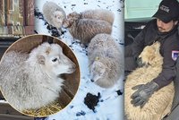 Bambuli prodali, vrátila se domů! Ovečka šlapala sněhem několik dní