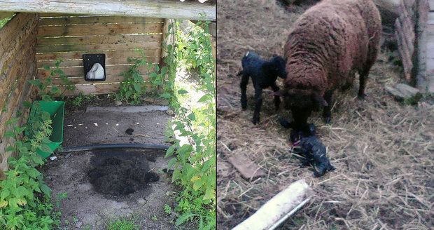 Beránek se mi potácel naproti a táhl za sebou střeva: Neznámý pachatel brutálně zavraždil dvě ovce