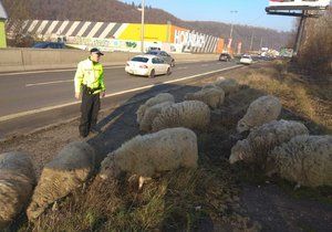 Ovce se promenádovaly po rušné Strakonické ulici.