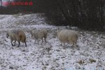 Čtyřčlenné stádo ovcí se pravidelně bez dozoru pase u rušné silnice v Brně.