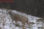 Čtyřčlenné stádo ovcí se pravidelně bez dozoru páslo u rušné silnice v Brně.