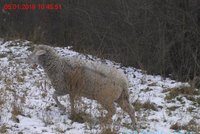 Strážníci jako kovbojové: Zdivočelé ovce, které se pásly u silnice, odchytávali několik dní