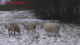 Čtyřčlenné stádo ovcí se pravidelně bez dozoru pase u rušné silnice v Brně.