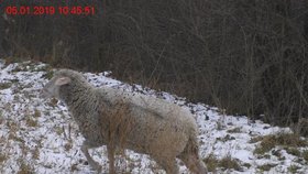 Čtyřčlenné stádo ovcí se pravidelně bez dozoru páslo u rušné silnice v Brně.