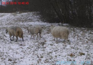 Čtyřčlenné stádo ovcí se pravidelně bez dozoru pase u rušné silnice v Brně.