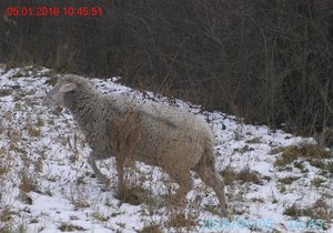 Čtyřčlenné stádo ovcí se pravidelně bez dozoru páslo u rušné silnice v Brně.