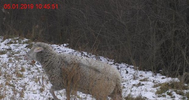 Strážníci jako kovbojové: Zdivočelé ovce, které se pásly u silnice, odchytávali několik dní