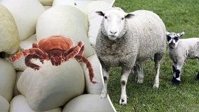 Pozor na nákazu klíšťovou encefalitidou, hrozí například i z ovčích sýrů.