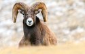 Ovce tlustorohá je jedním z mála druhů severoamerických ovcí