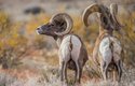 Ovce tlustorohé žijí ve Skalistých horách od jižní Kanady po jih amerického státu Colorado