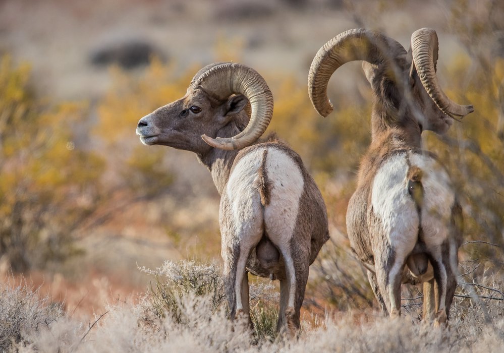 Ovce tlustorohé žijí ve Skalistých horách od jižní Kanady po jih amerického státu Colorado