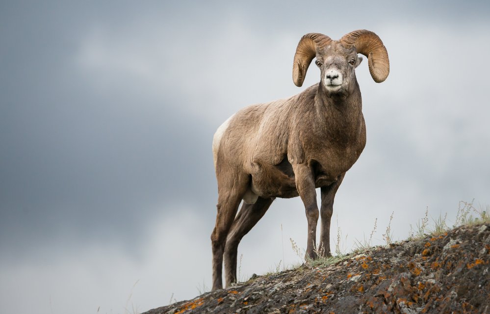 Beran ovce tlustorohé váží až 140 kilogramů