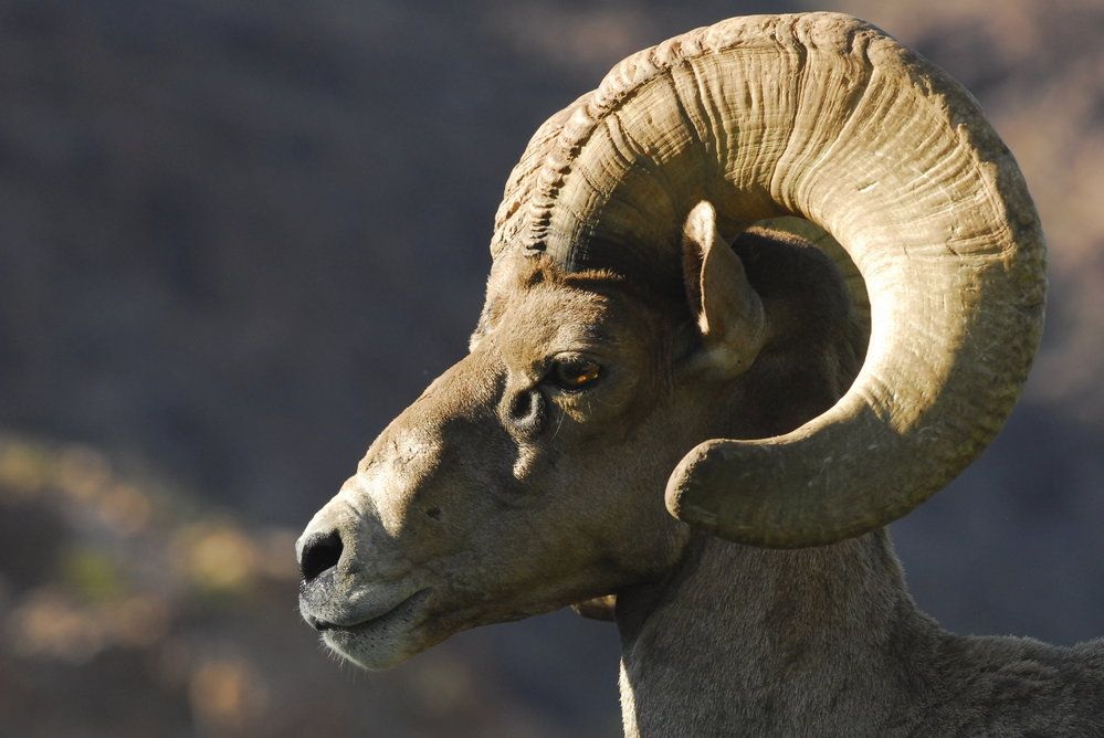 Rohy beranů ovcí tlustorohých mohou vážit až 14 kg 