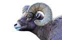 Berani ovcí tlustorohých se v soubojích srážejí hlavami. Třesk se nese ažna1,5km