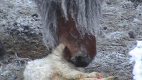 Záběry pořízené lidmi z okolí ukazují, jak ovce živořily. Zachycují i koně , který zaživa okusoval jehně