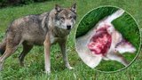 Zaplatí škody po útocích vlků: Miliony pro chovatele koz a ovcí