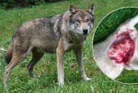 Hrůza obchází Beskydy: Vlci trhají ovce i na náměstí! Lidé se bojí chodit do lesů