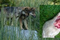 Proč útočí vlci v Beskydech? Mají mláďata! Za roztrhané ovce mohou i pytláci