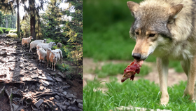 Na stádo vzácných původních valašských ovcí zaútočili ve Starých Hamrech na Frýdecko-Místecku vlci!