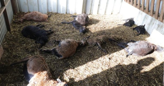 Trojice psů zardousila a roztrhala na Plzeňsku 27 ovcí.