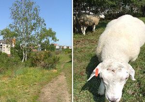 Ovce spásají trávu v Praze 12