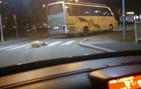 Mrtvou ovci někdo přivázal za autobus.