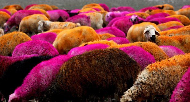Kobercové ovce: Mimořádně odolné potvůrky