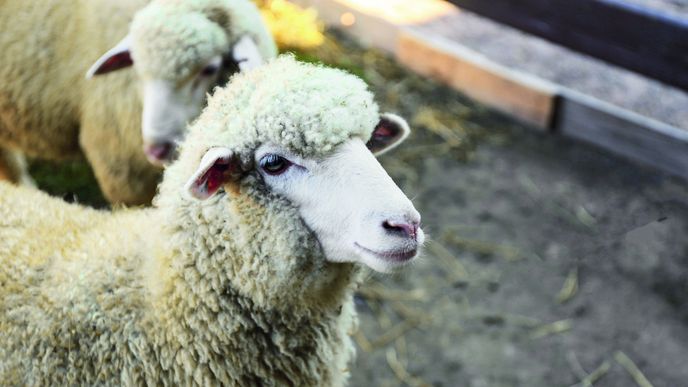 Po snedění konopí začaly ovce vykazovat "podivné chování" - ilustrační snímek