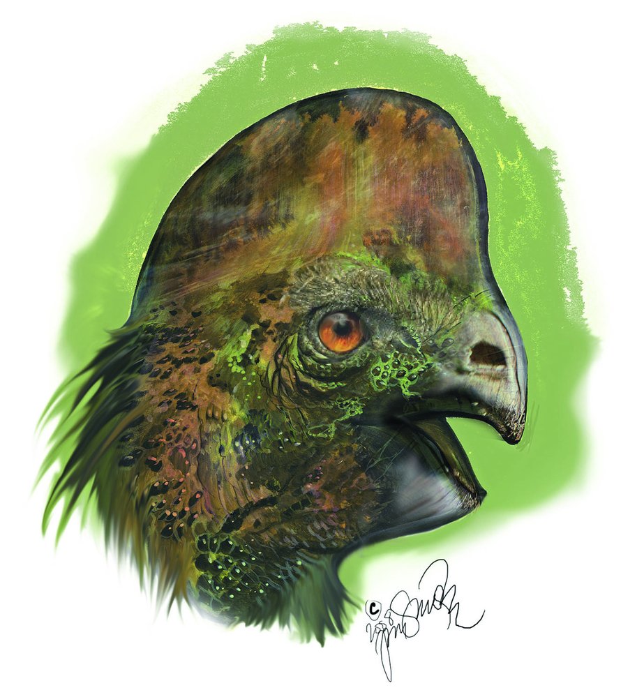 Mnozí oviraptoridi měli hlavy zdobené výraznými hřebeny